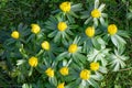 Lesser celandine, Ficaria verna, yellow flowers in a forrest